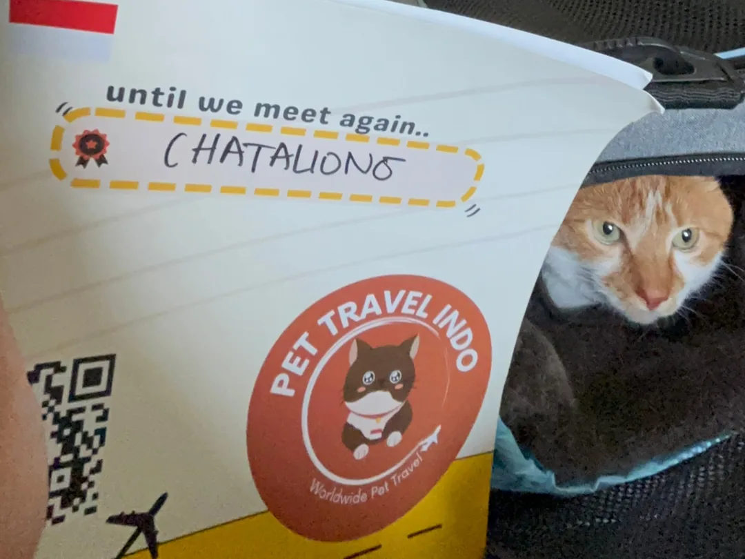 Cat resting inside a soft carrier during an in-cabin flight, next to a farewell card