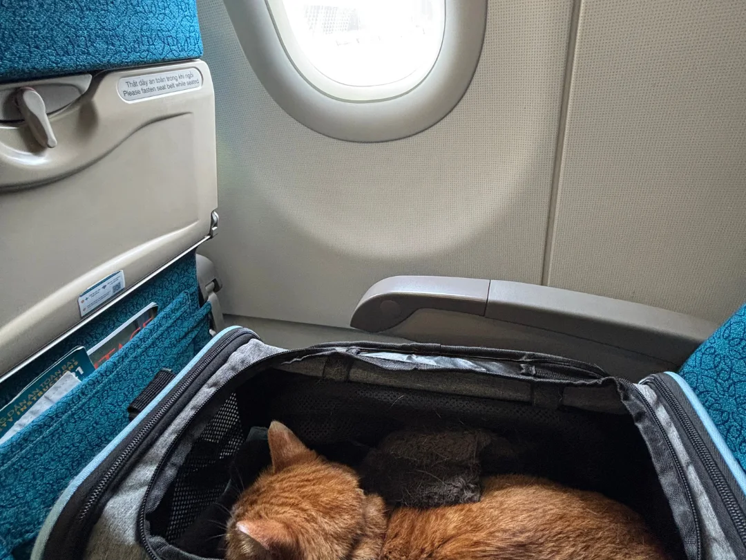 Cat curled up asleep inside an under-seat travel carrier