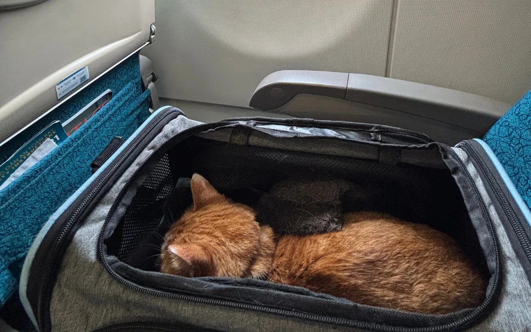Cat asleep in an under-seat carrier inside the aircraft cabin