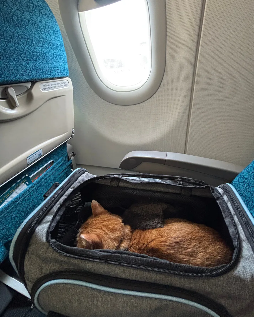 Resting in the carrier