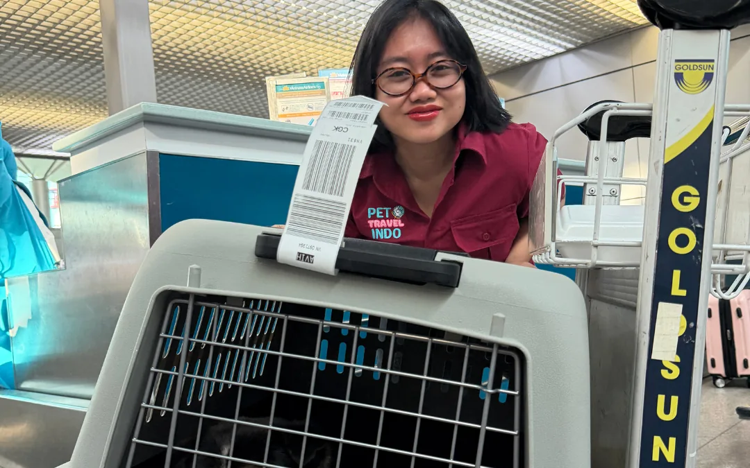 Team member at the airline check-in counter with a travel crate and live-animal tag