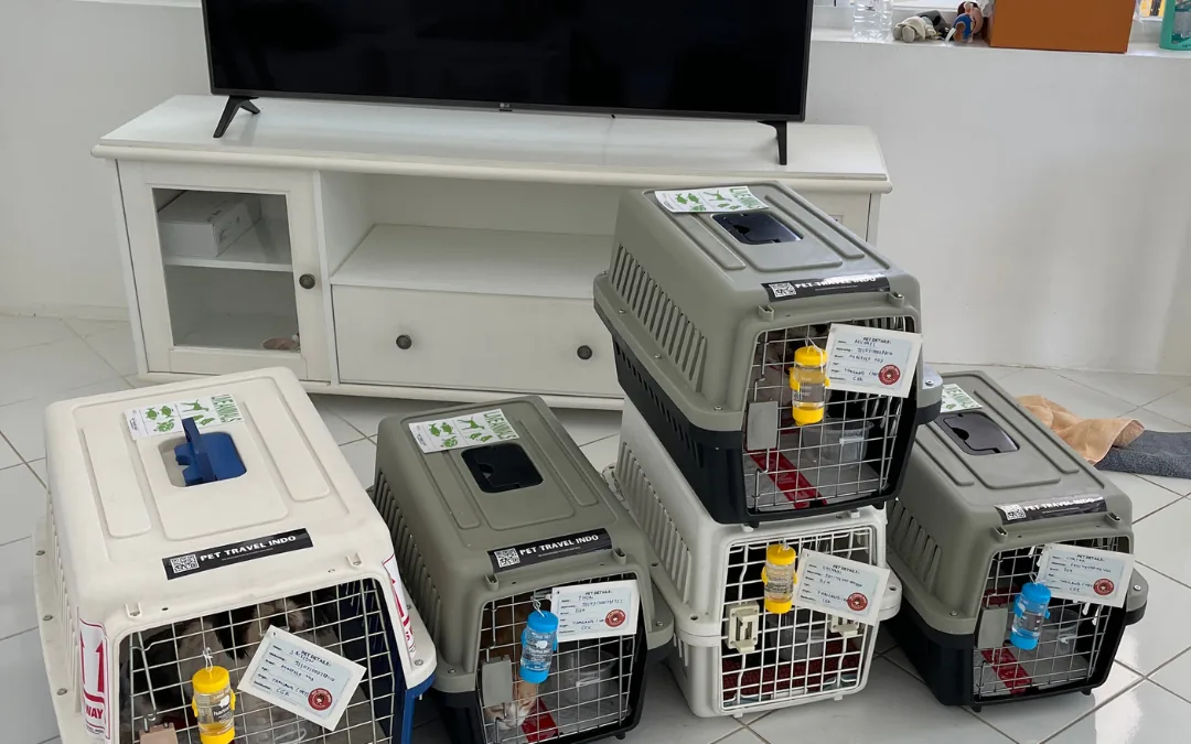 Row of labelled IATA travel crates prepared before departure