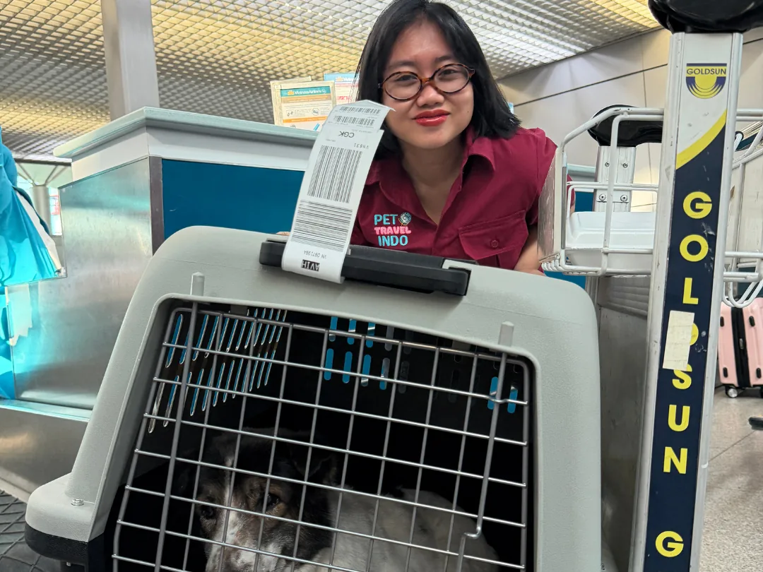 A calm dog inside an airline pet crate at an aircraft cargo loading area