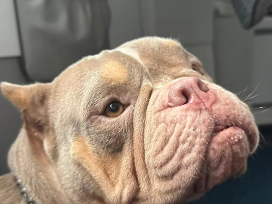 English Bulldog wearing a collar before departure