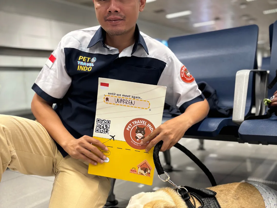 Handler with a Bulldog in a travel vest at the departure gate