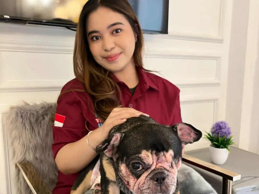 French Bulldog checked over before departure day