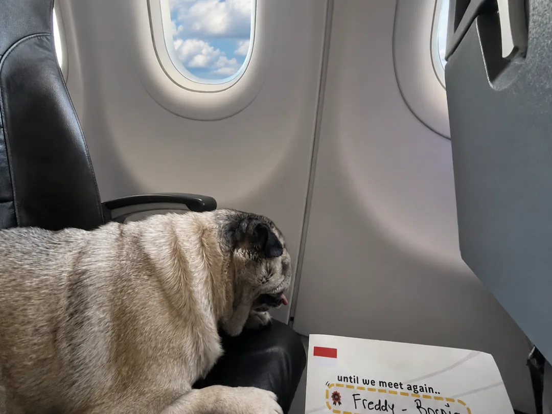Pug on a cabin seat next to a Pet Travel journey card