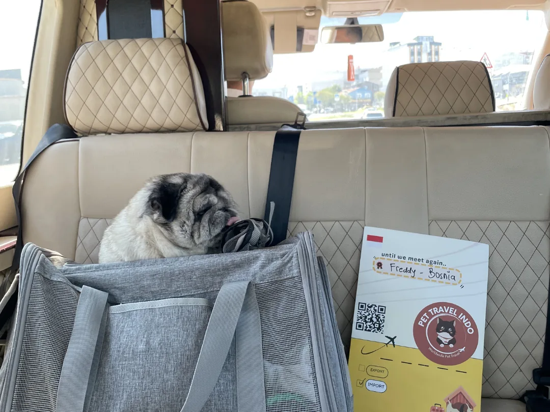 Pug in a carrier secured on the seat of a private transfer van