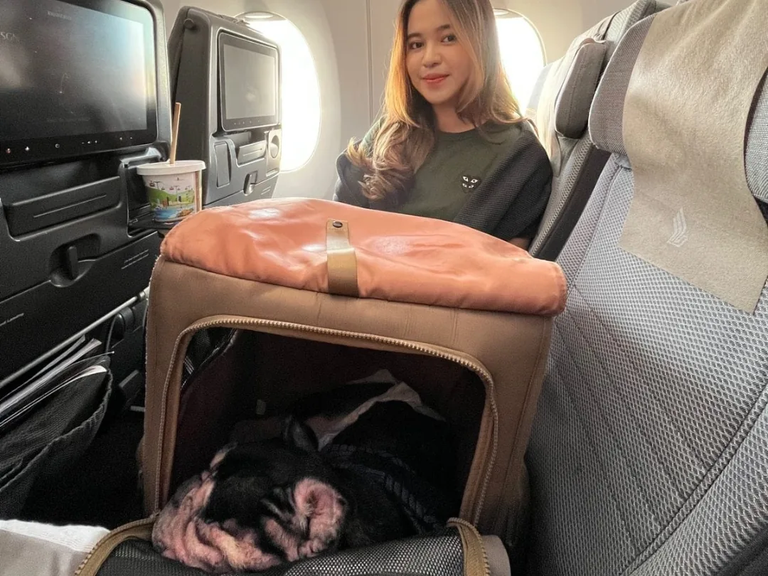 Approved carrier placed at a business class seat, pet resting inside
