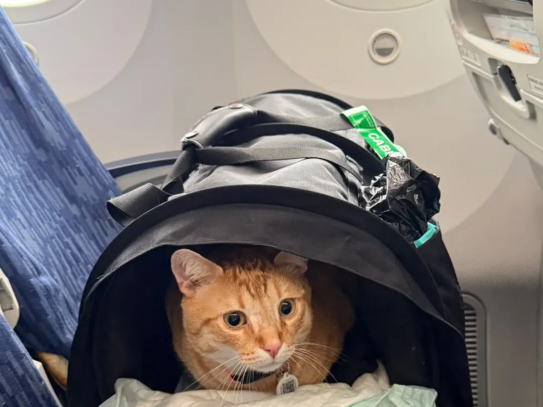 Ginger cat looking out of its carrier on the cabin seat