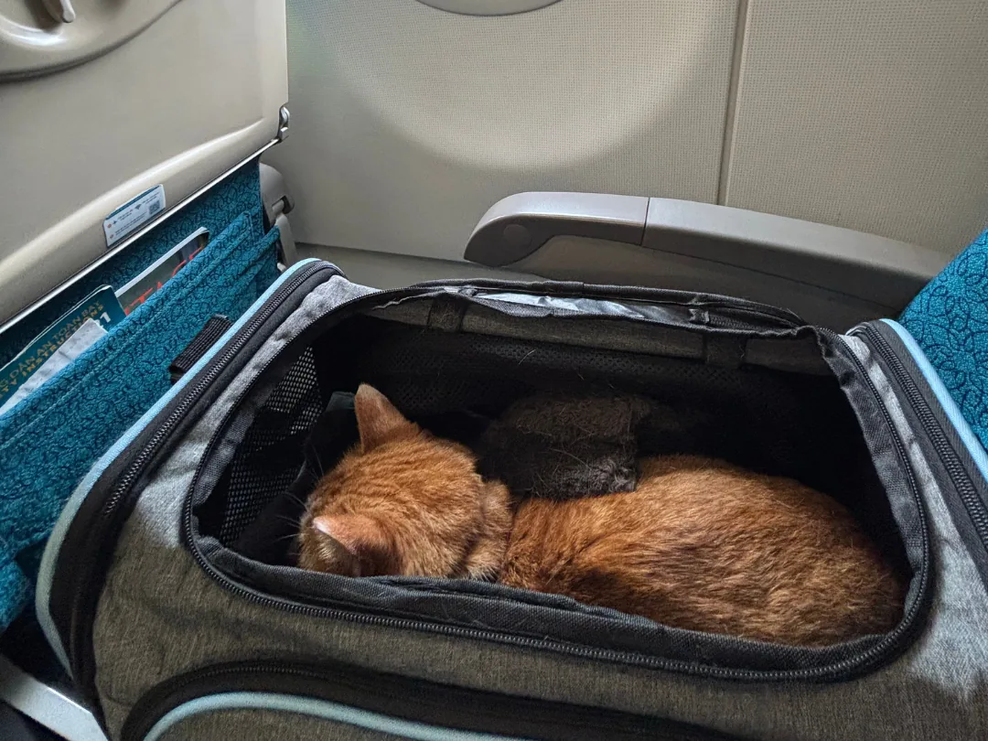 Two cats asleep in a soft carrier on the cabin floor by the window