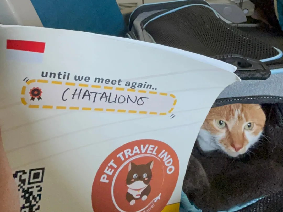 Cat looking out of its cabin carrier beside a Pet Travel journey card
