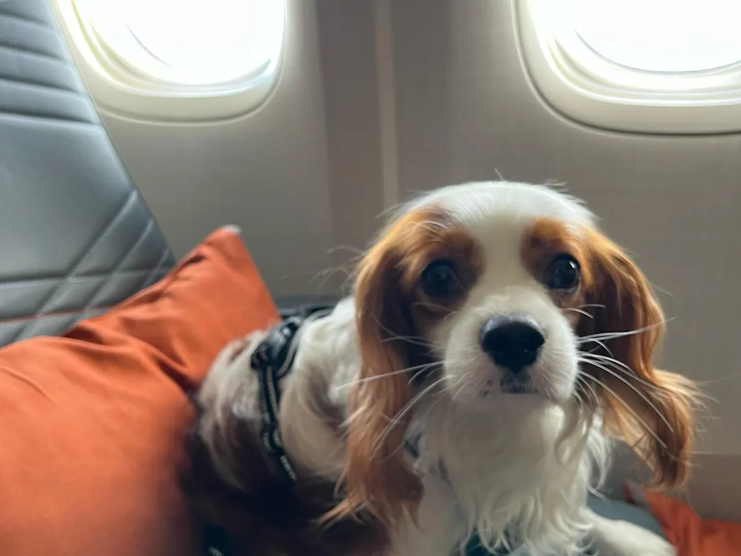 Cavalier King Charles Spaniel resting on a cabin seat cushion