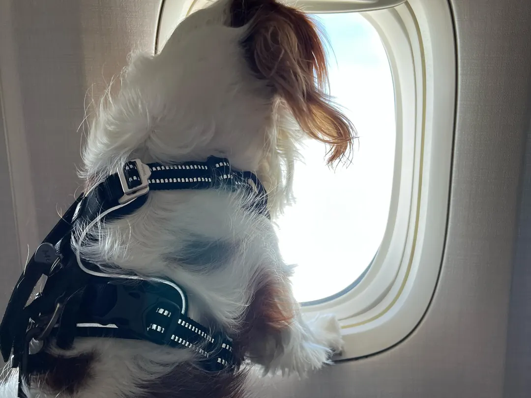 Cavalier King Charles Spaniel in a harness watching out of the window