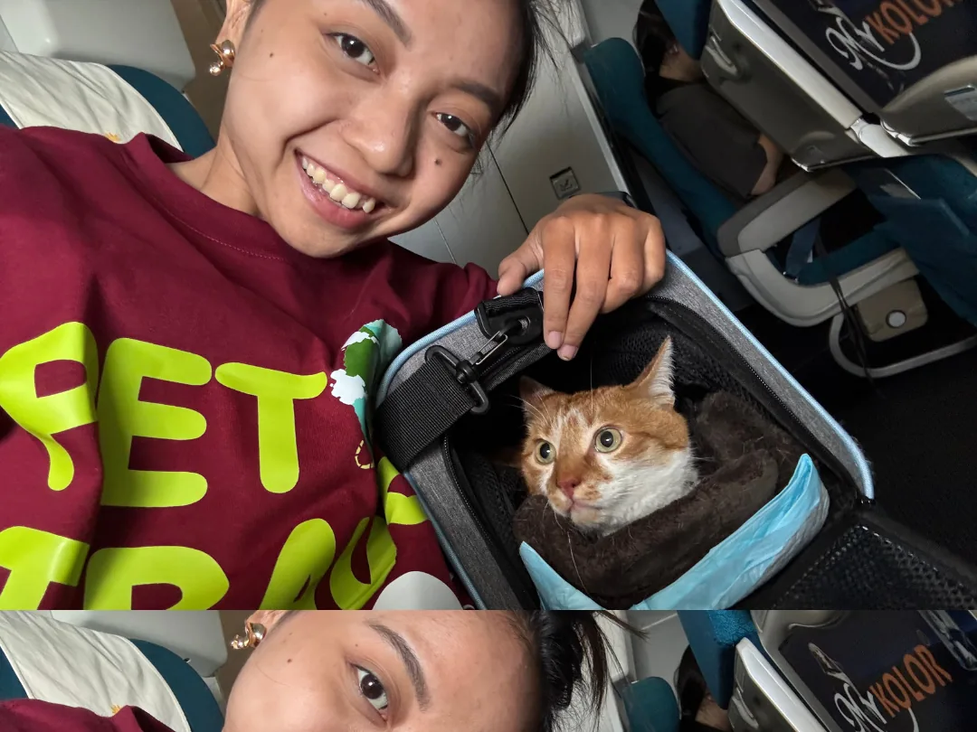 Escort checking on a cat in its carrier mid-flight