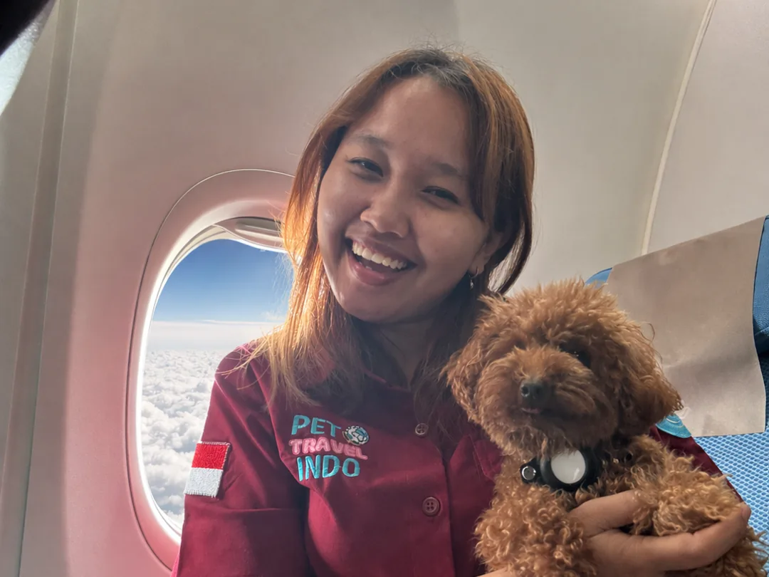 Escort holding a Toy Poodle at the cabin window in flight
