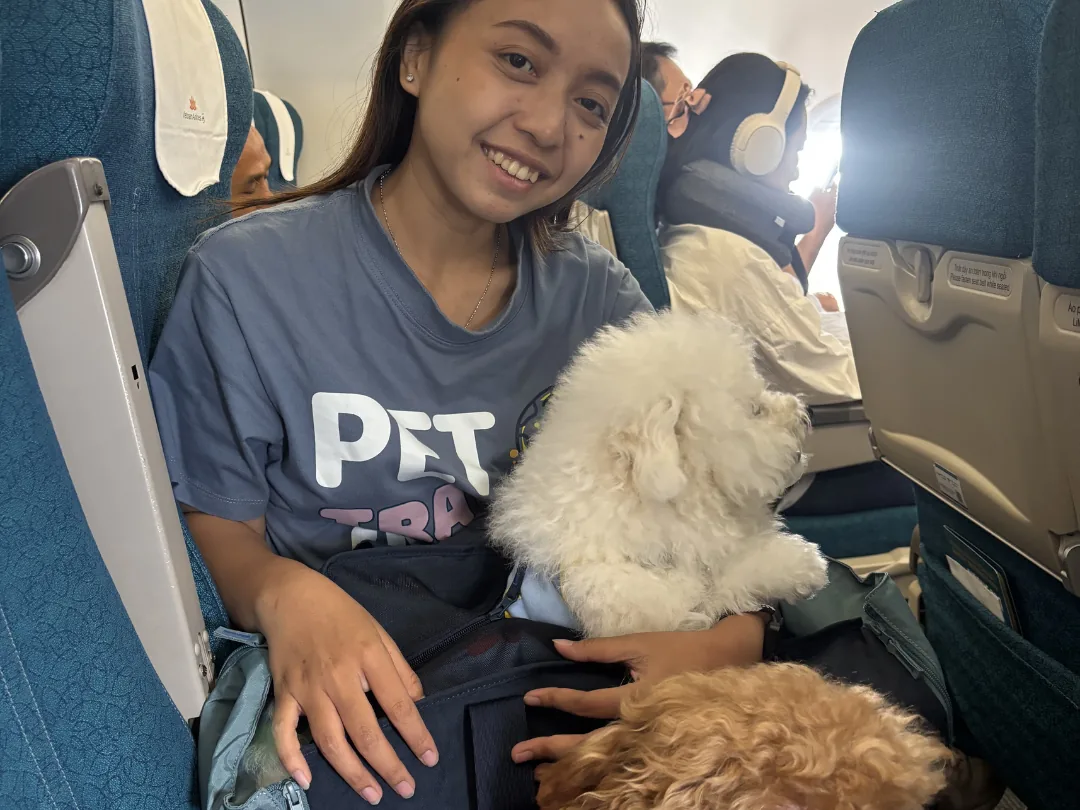 Escort travelling with two Poodles in the cabin