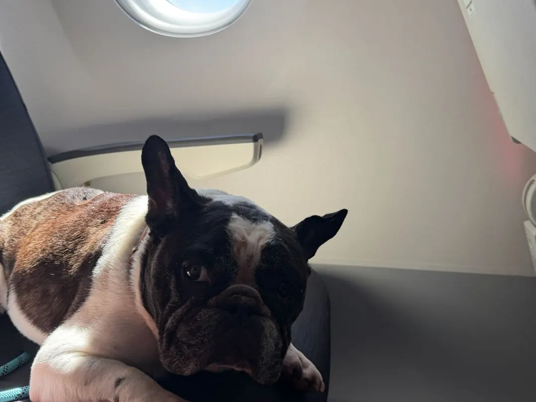 French Bulldog resting its head on the cabin armrest