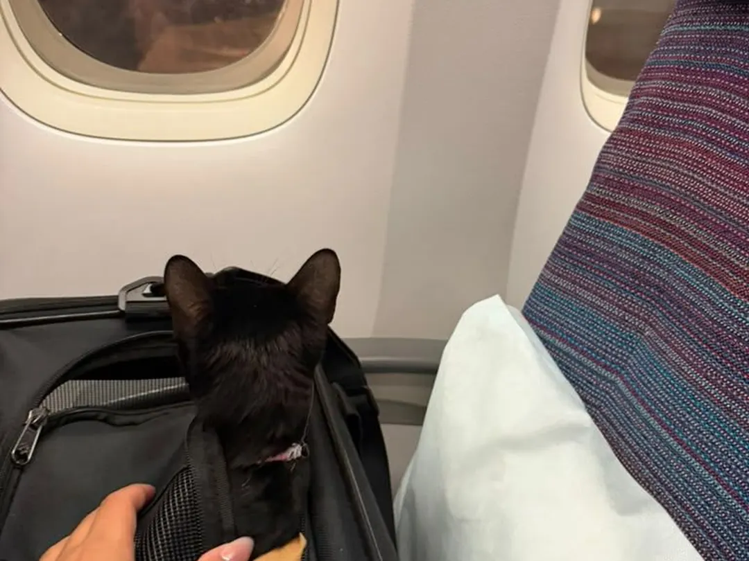 French Bulldog in its travel bag on a night flight