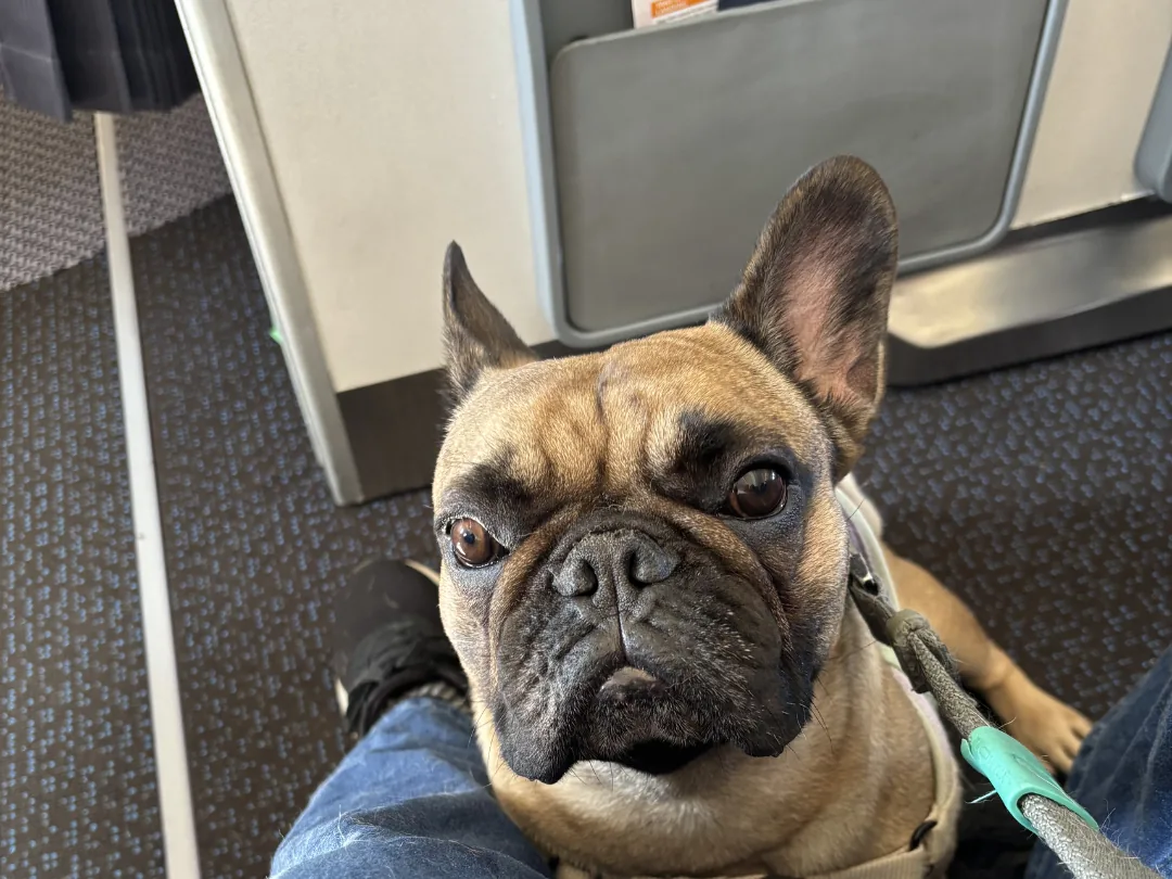 French Bulldog resting at the escort's feet during a flight