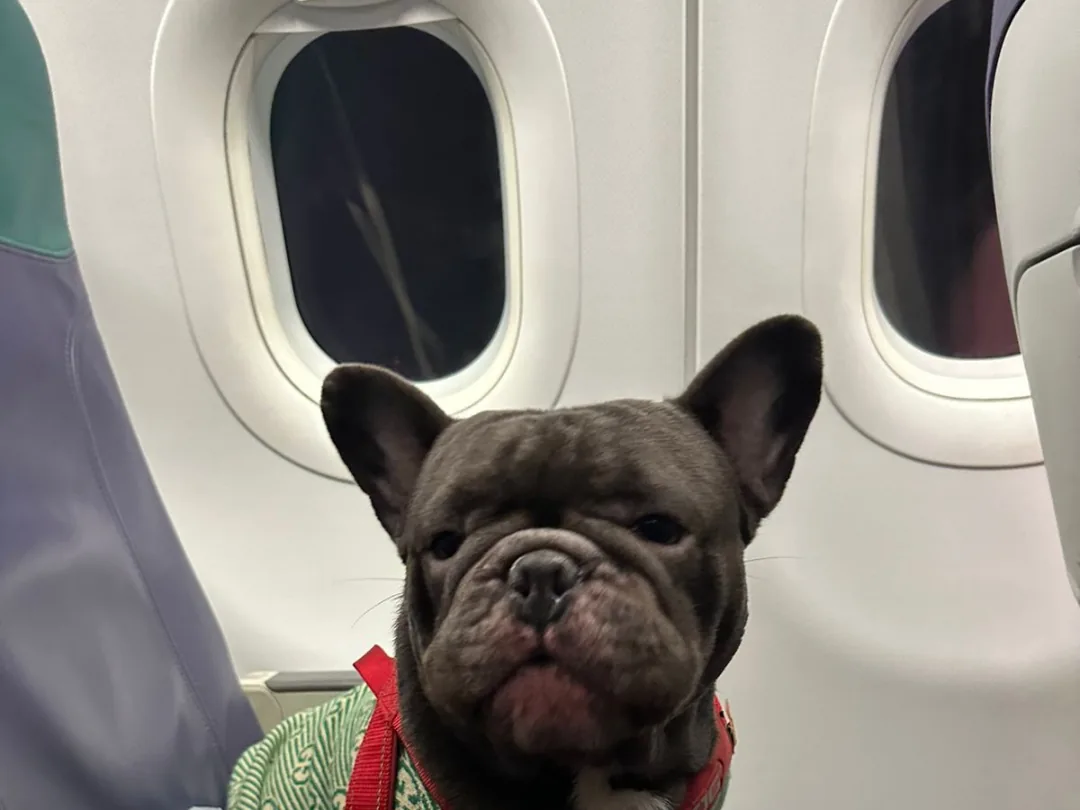 French Bulldog in a travel harness on an aircraft cabin seat