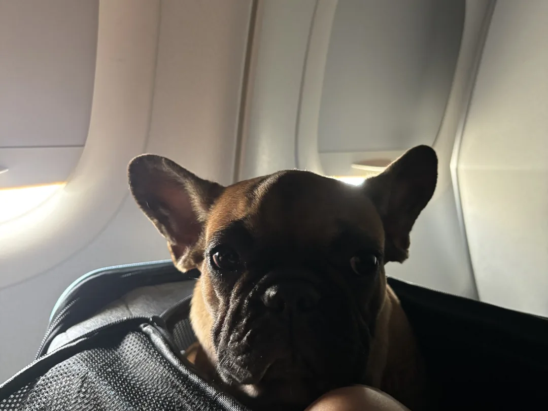 French Bulldog settled in a soft carrier inside the cabin