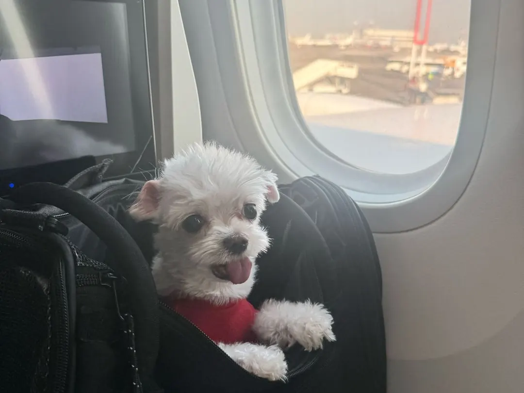 Maltese peeking out of its carrier by the cabin window
