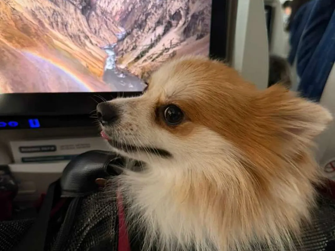 Pomeranian settled in front of the seat-back screen