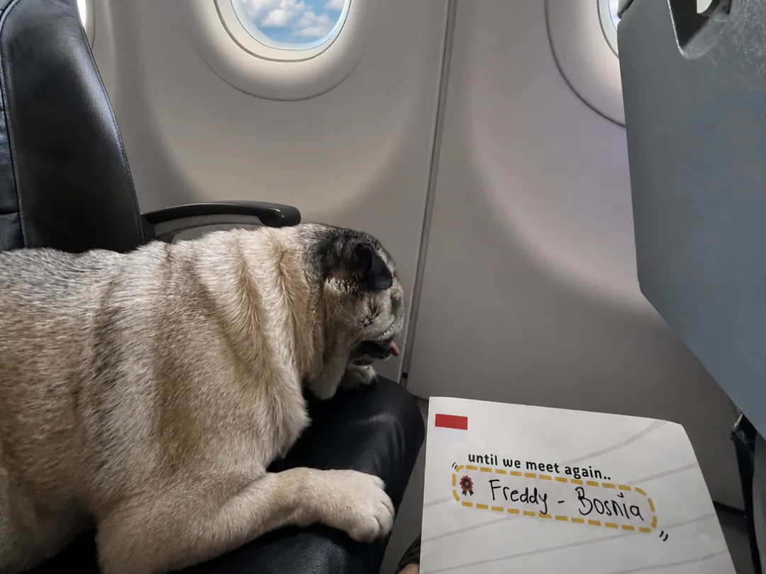 Pug on a cabin seat next to a Pet Travel journey card