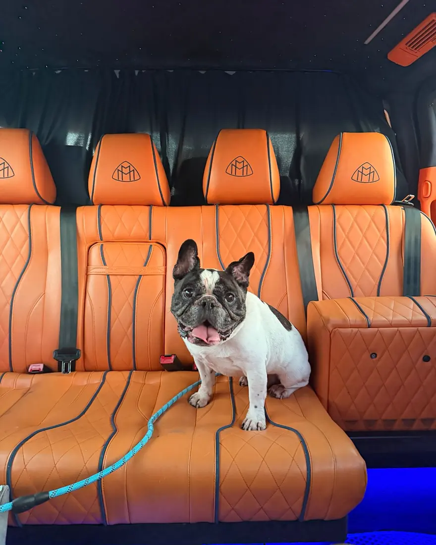 French Bulldog sitting on an orange leather seat in a private car