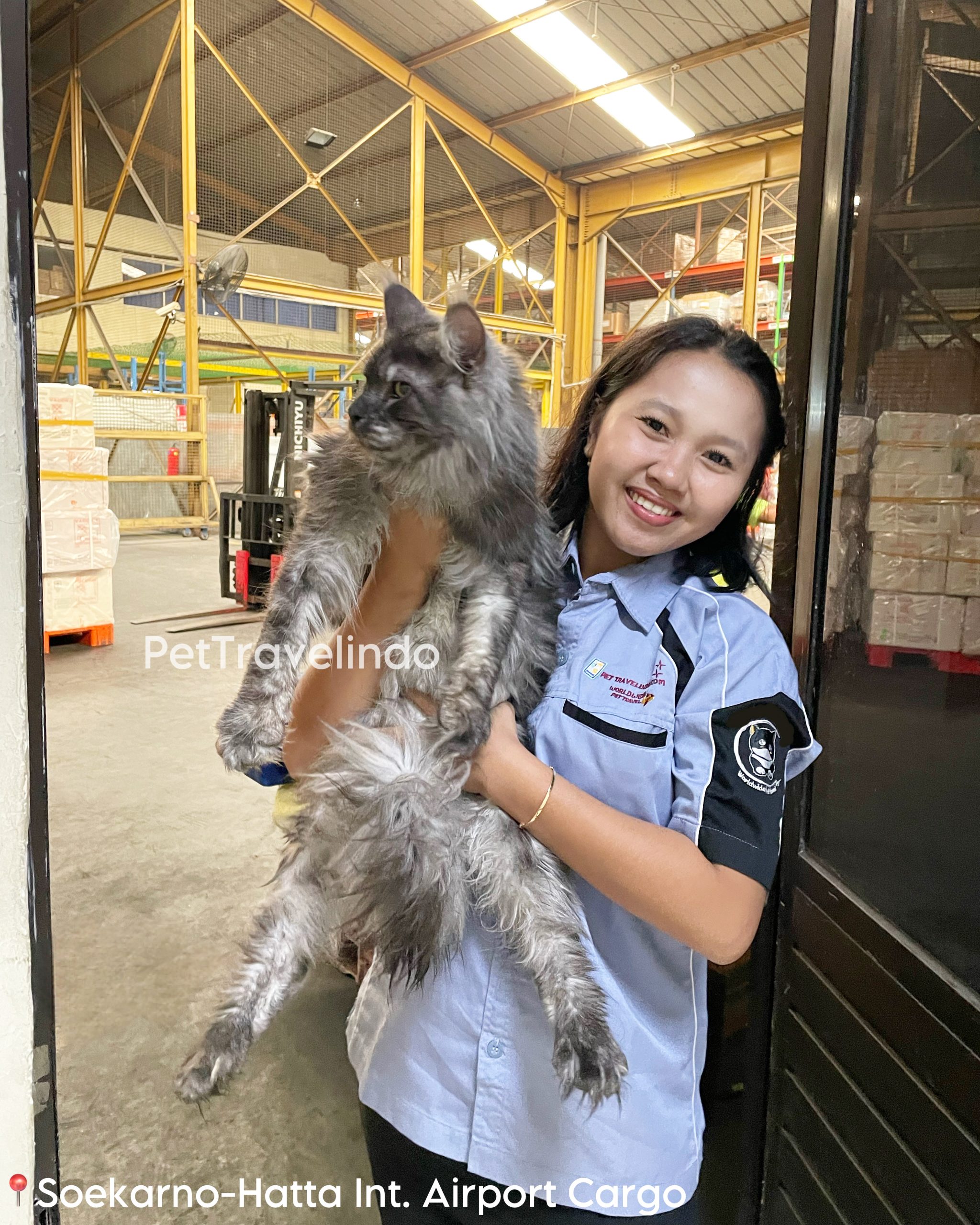 pet travel asia