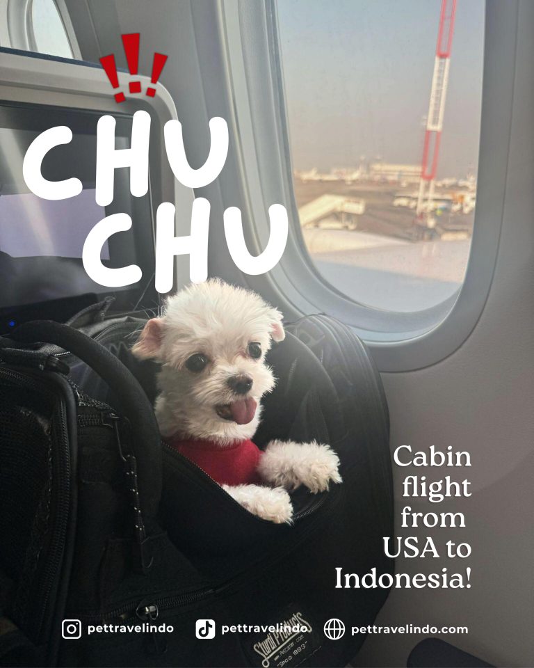 relocate pets to indonesia, bring pets to indonesia, pet relocation, bring dog, relocation dog, pet shipping - america USA to indonesia pet shipment
