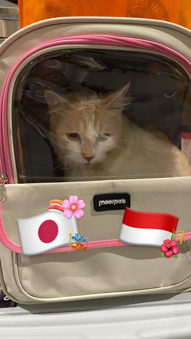 pet travel in asia, pet fly asia, bring pets in asia, cat shipment asia, cat shipping japan, cat relocation to japan, from japan, pet from japan, pet to japan, pet relocation indonesia, pet service indonesia, pet travel indonesia