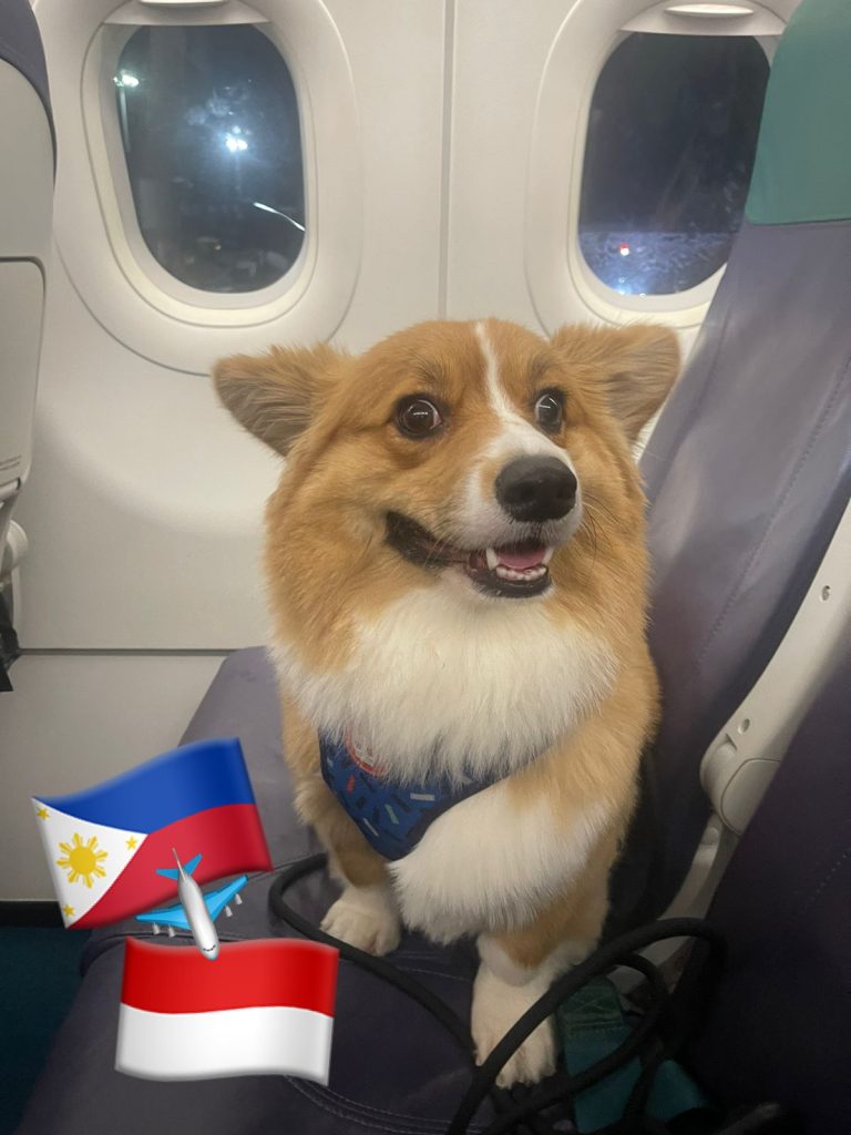 relocate pets to indonesia, bring pets to indonesia, pet relocation, bring dog, relocation dog, pet shipping - philippines